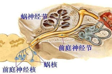 营养神经的 营养神经的眼药水有哪些