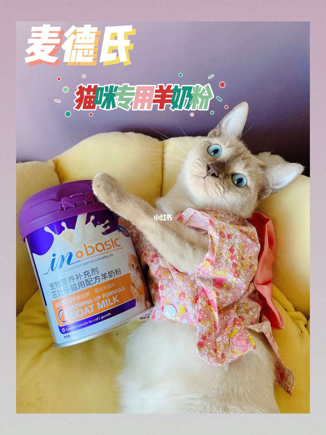 小猫羊奶粉 小猫羊奶粉一天喂几次