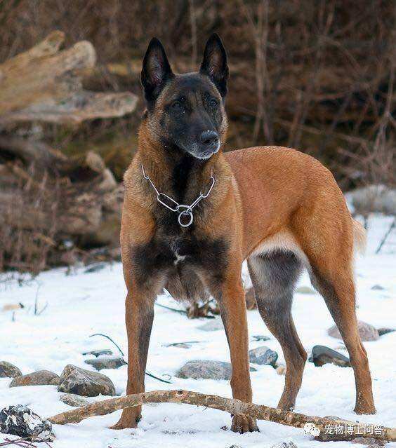 马犬为什么叫马犬 马犬为什么叫马犬不叫狗