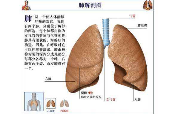 五脏六腑打一生肖 五脏六腑打一个生肖