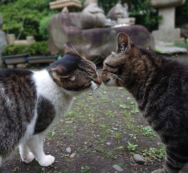 猫为什么怕人 猫为什么怕人举高高