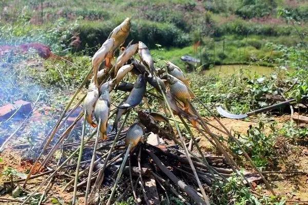 野外怎么烤鱼最好吃 野外怎么烤鱼最好吃视频