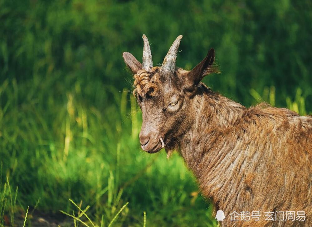 按步就搬打一生肖 一鞭走一步打一生肖