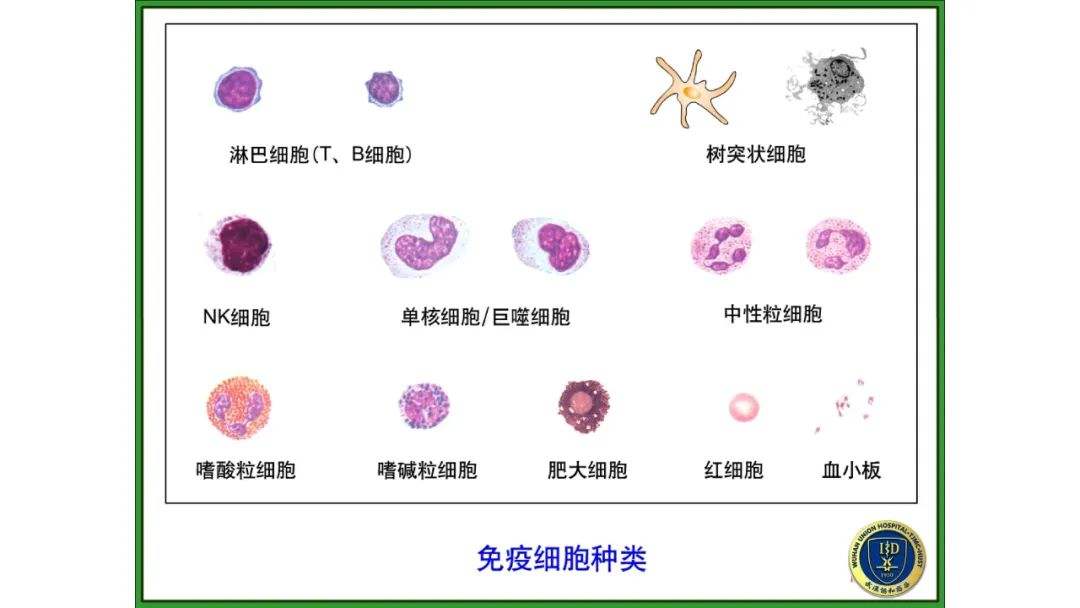 新冠病毒产生的中间宿主 新冠病毒的中间宿主是什么