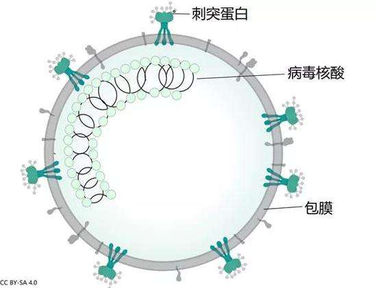 新冠病毒走路会感染吗 走路路过能传染新冠病毒吗