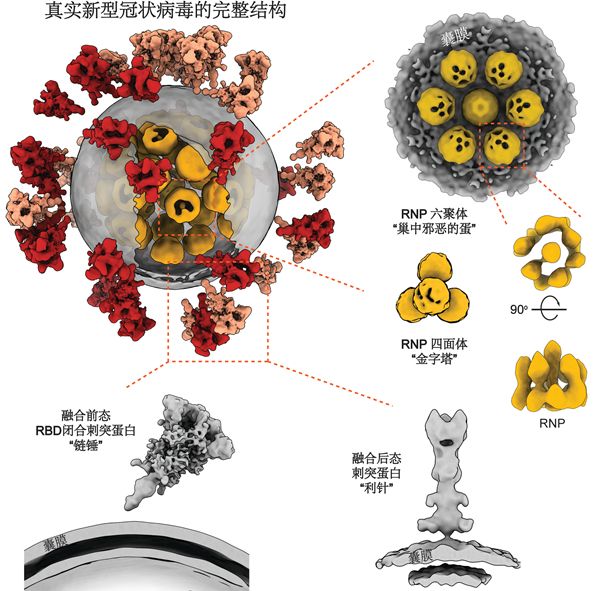 新冠病毒消完毒马上 新冠病毒准备消毒的东西