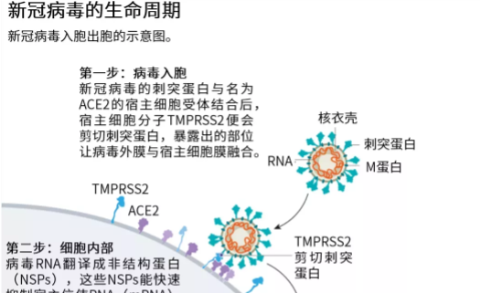 新冠病毒属于生物安全 新冠病毒属于生物安全等级几级