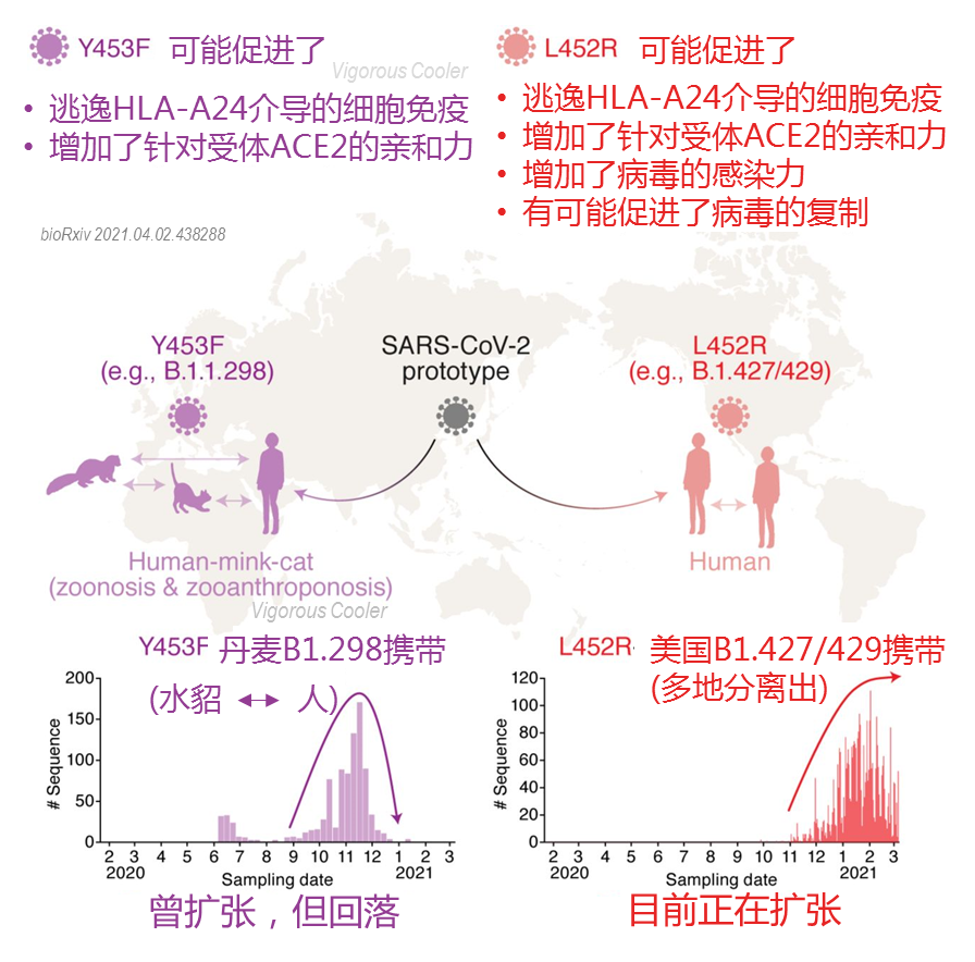 新冠病毒发展变异图 新冠病毒发展变异图片