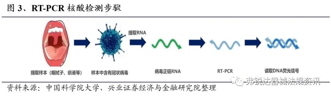 不同新冠病毒的效用 新冠病毒的好处和坏处