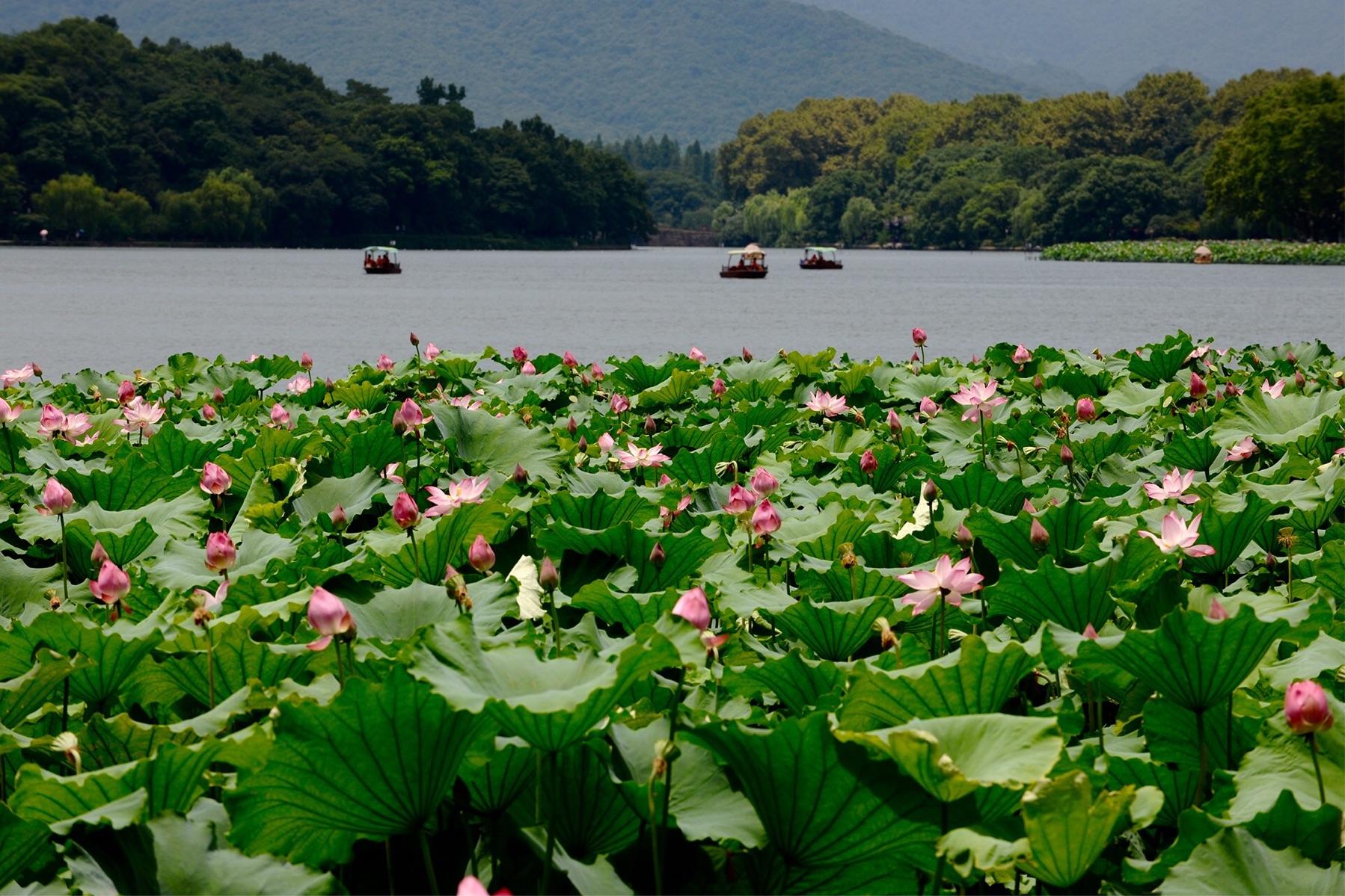 夏天去西湖合适吗 最适合去西湖的季节