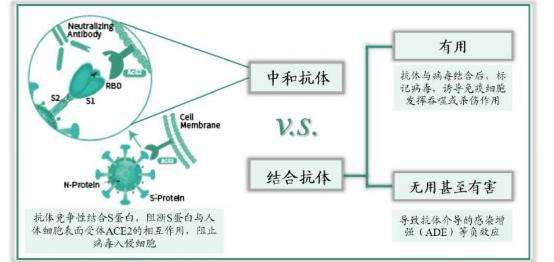 新冠病毒抗体igg3.2 新冠病毒抗体Igg85能打新型育苗第三针吗