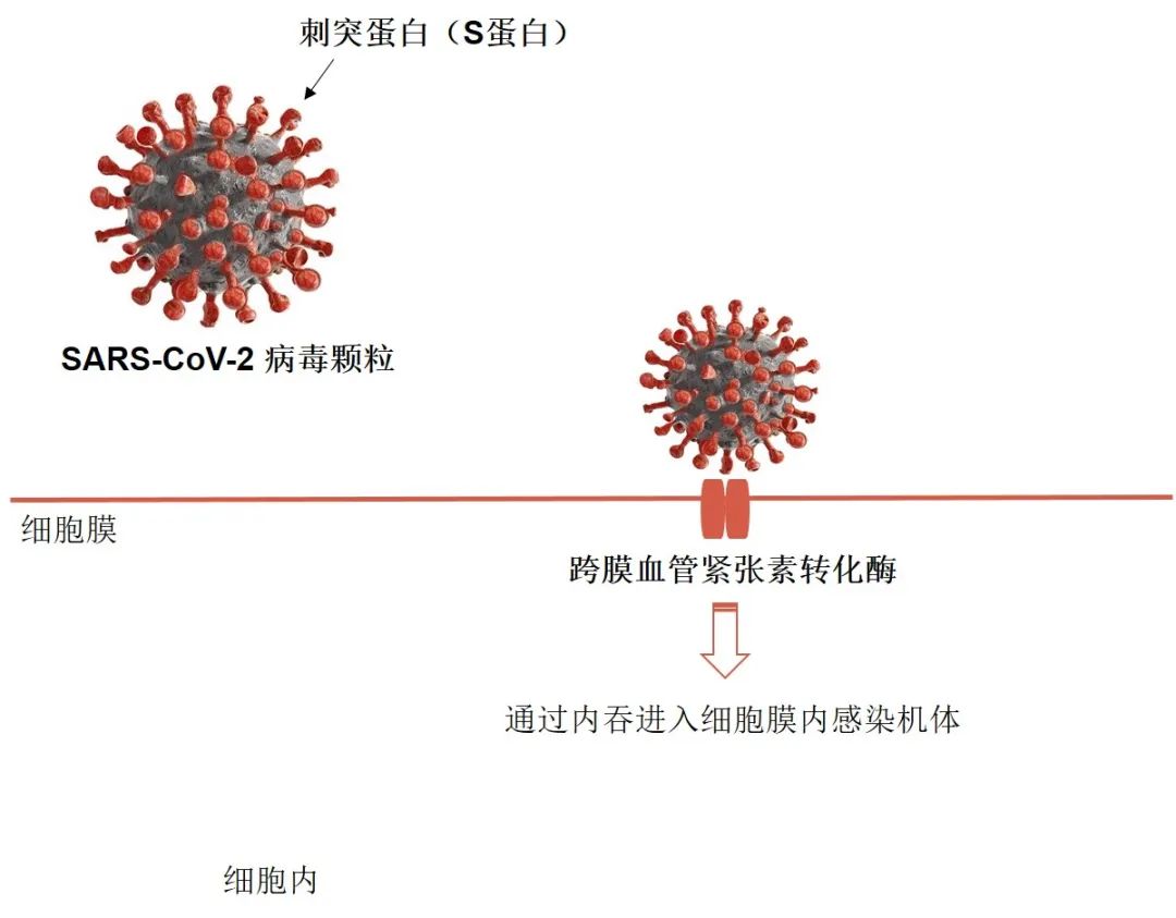 新冠病毒产生自身抗体 自己产生新冠病毒的抗体