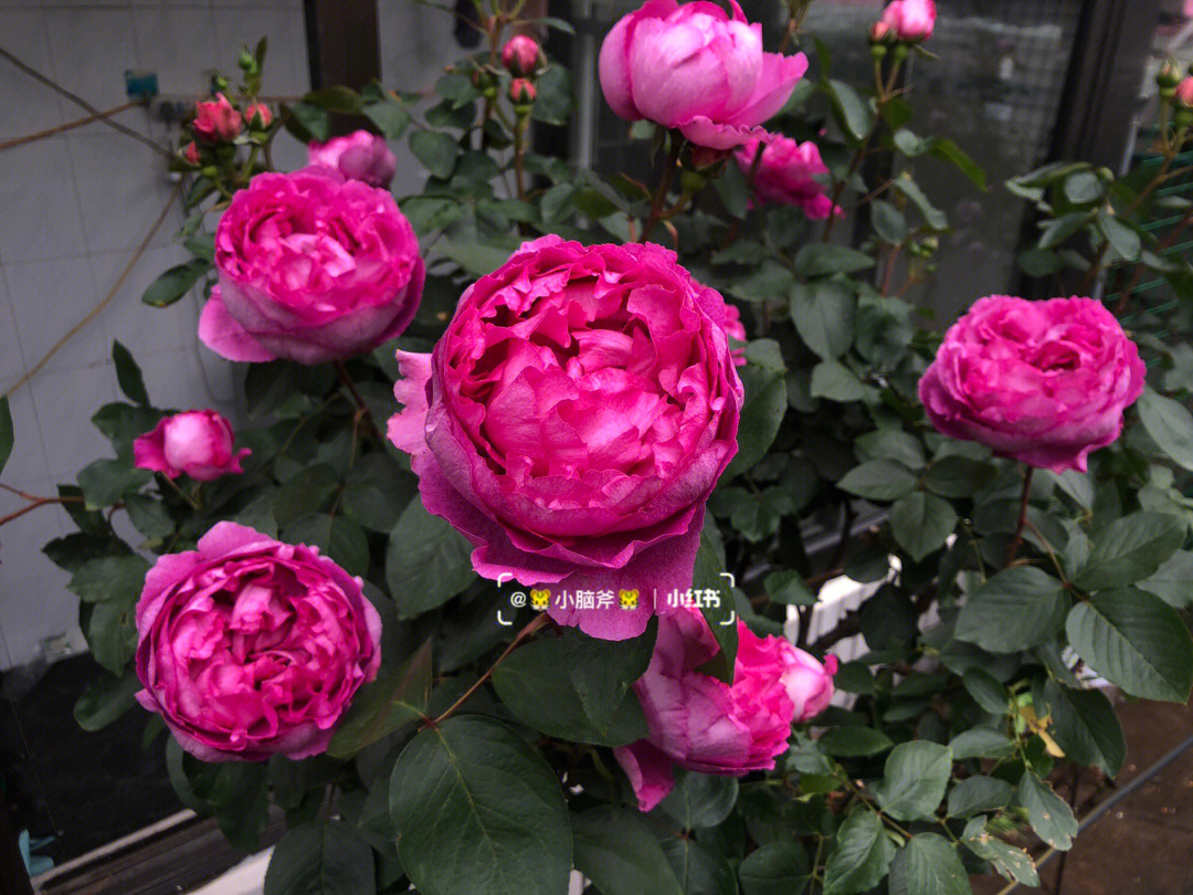 伊芙古典香水 圣美伦香水是什么档次