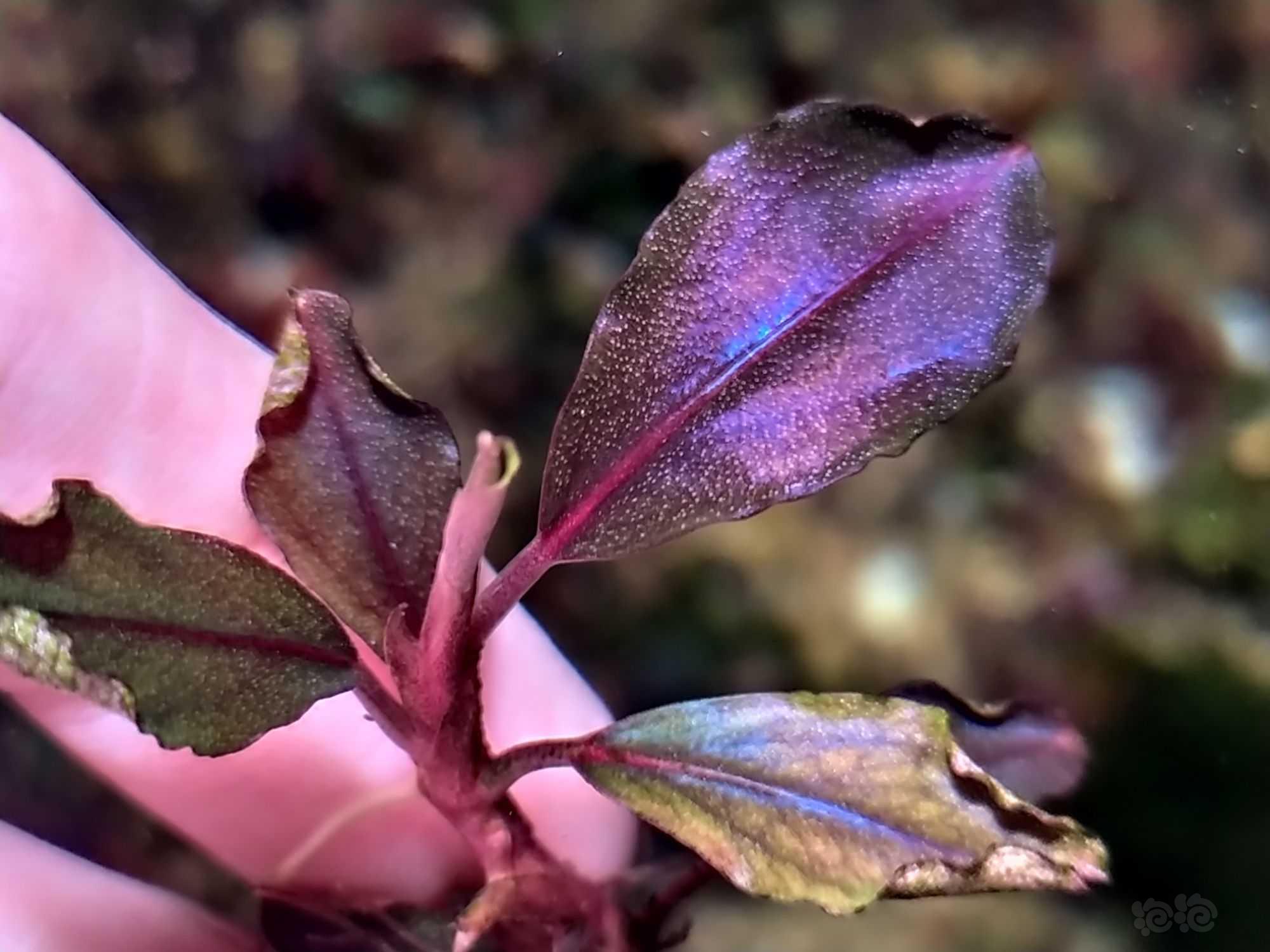 椒花女王去哪了 椒花女王queen