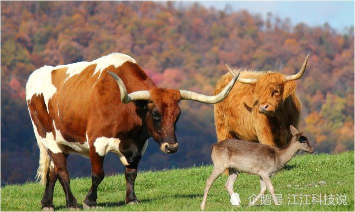 97年属牛人遇兔年运势如何 97年属牛运势及运程每月运程