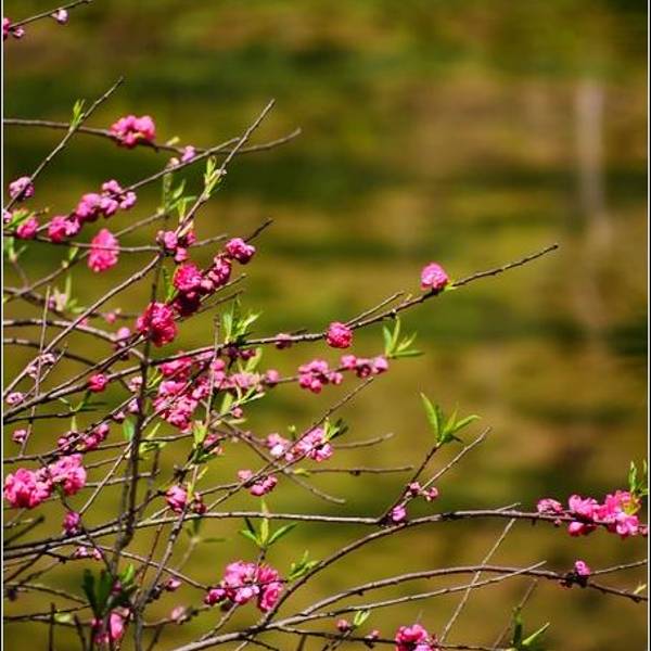 暗恋桃花源背景 暗恋桃花源背景音乐叫什么