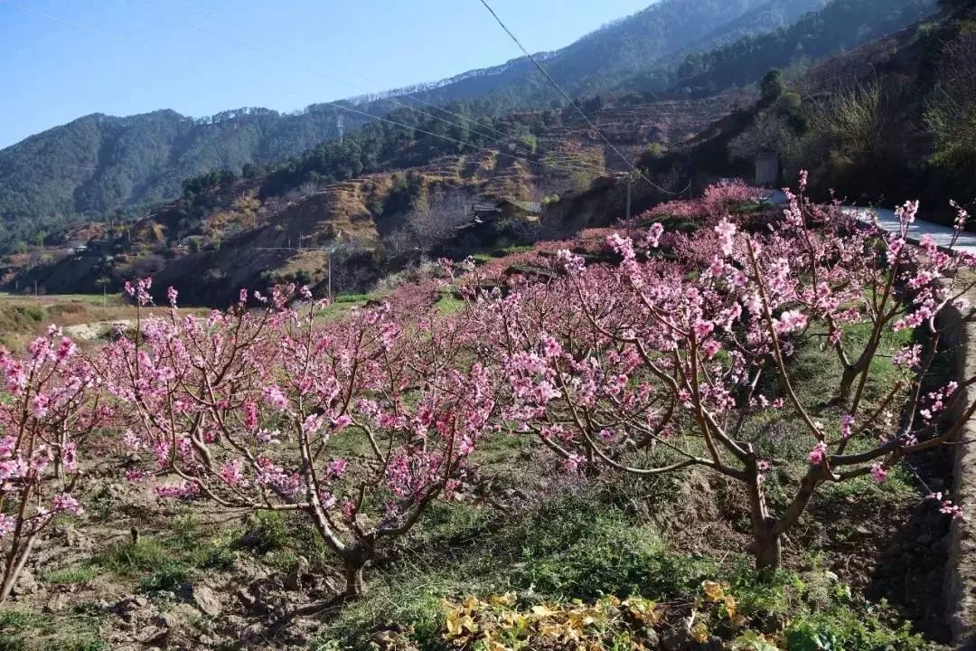 攀枝花有哪些婚介所 攀枝花有哪些婚介所比较好